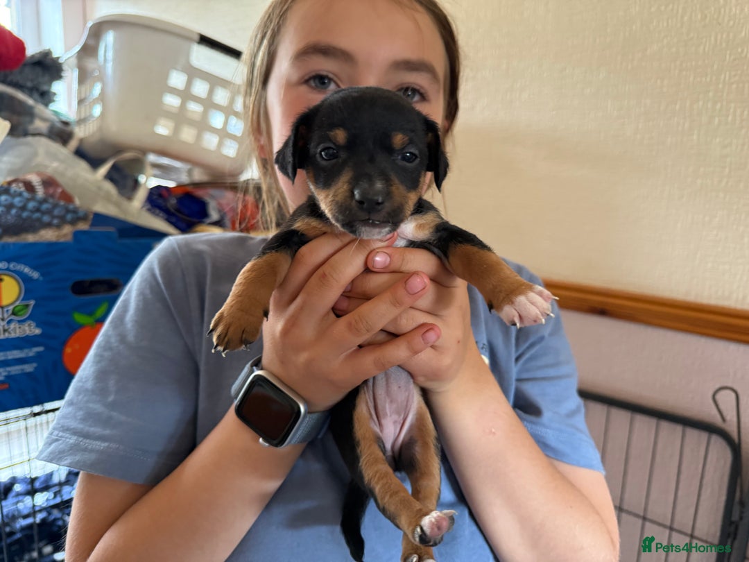 Jack Russell dogs for sale: Beautiful Jack Russell Puppies - Image 3