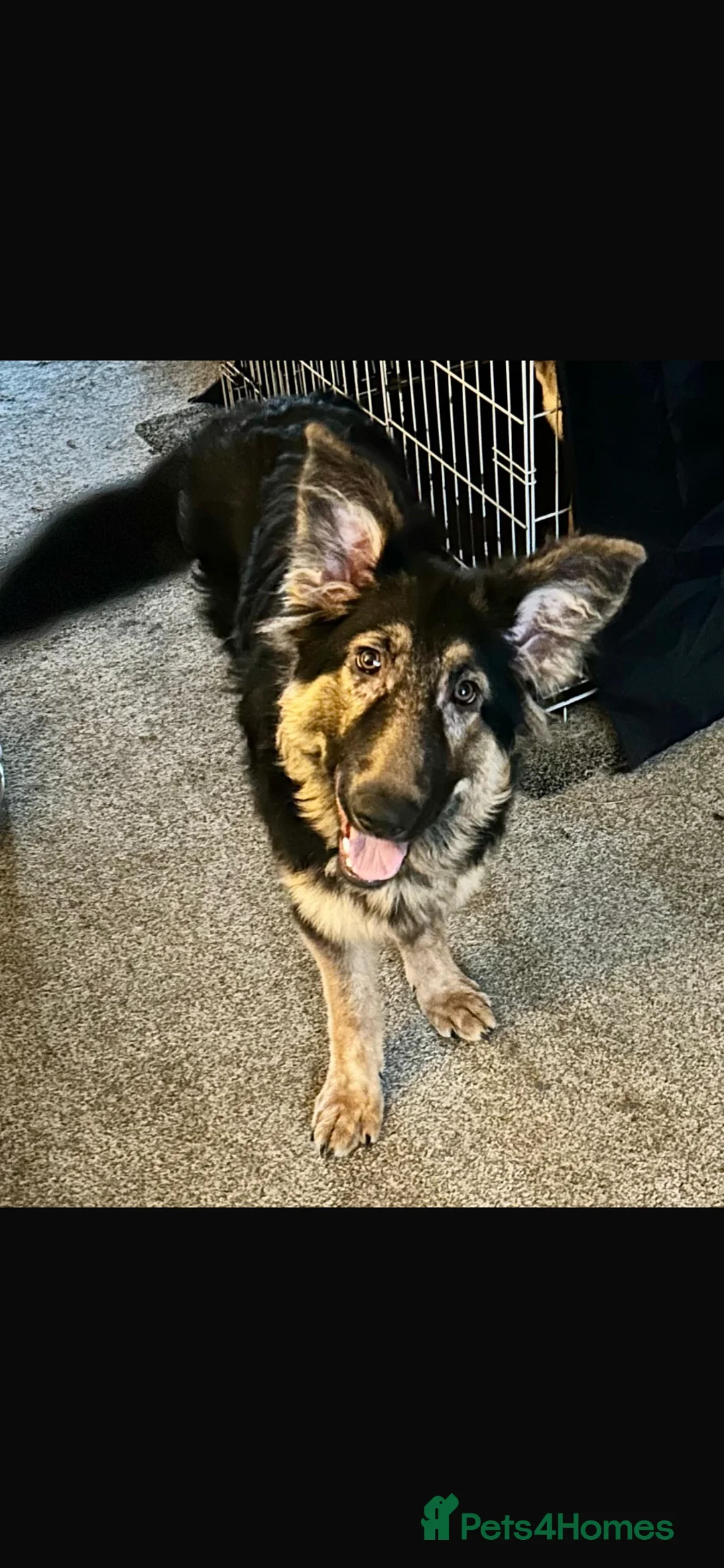 German Shepherd dogs for sale: German shepherd  - Advert 1