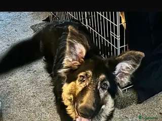 German Shepherd dogs German shepherd - Advert 16