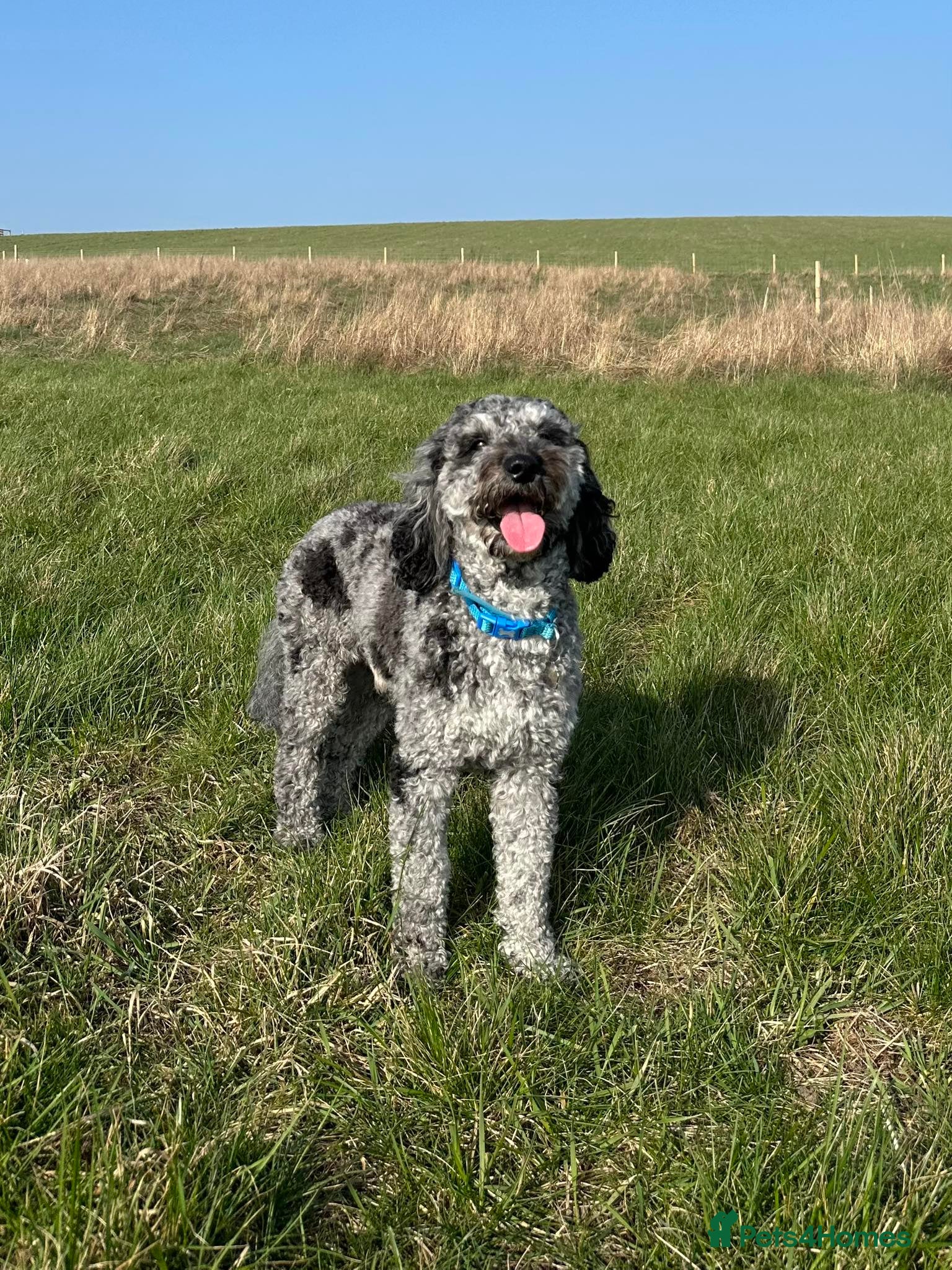 Cockapoo dogs for stud: Handsome Merle for Stud - Advert 3