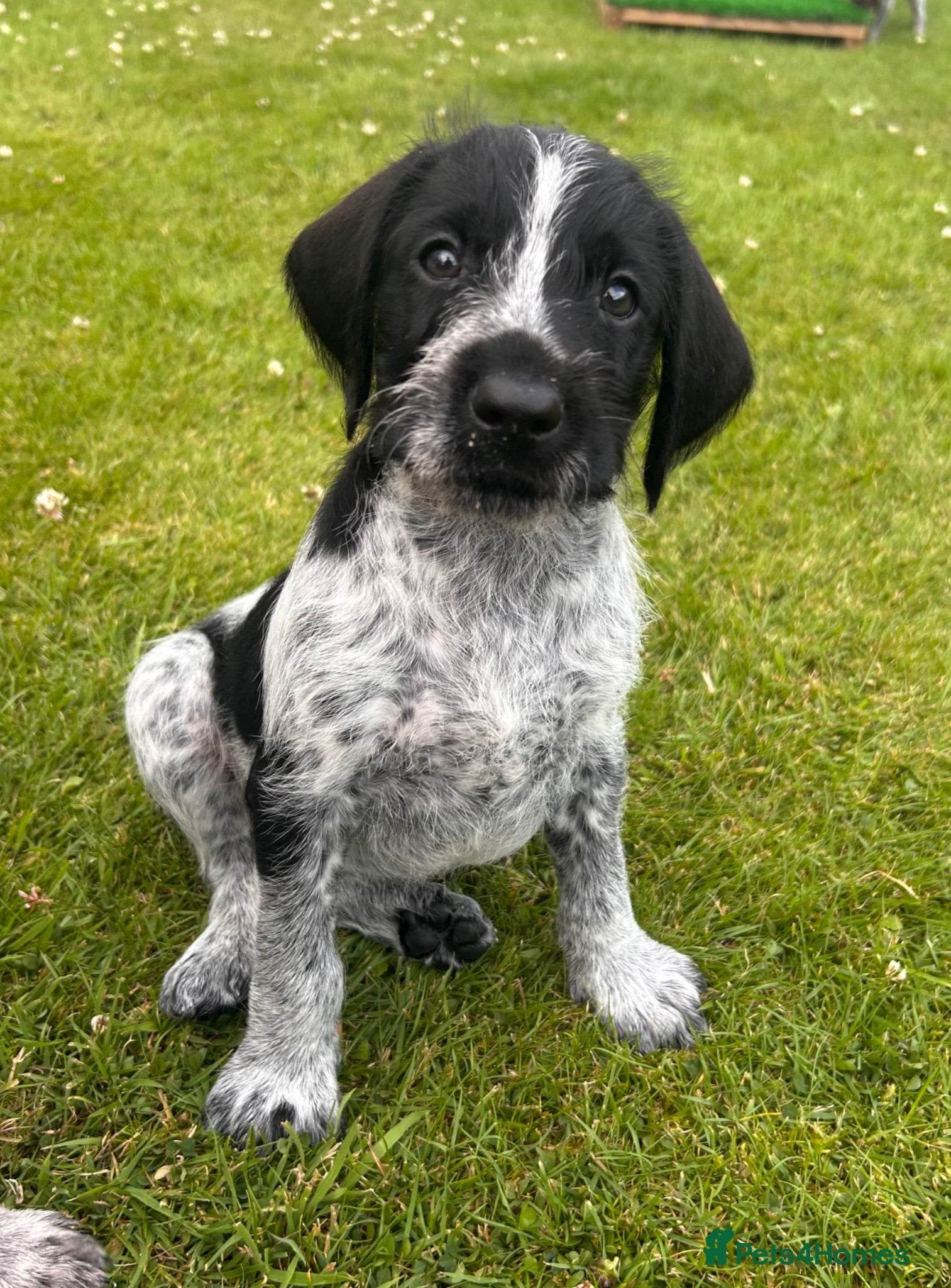German Wirehaired Pointer dogs German Wirehaired Pointer Puppies - Advert 2