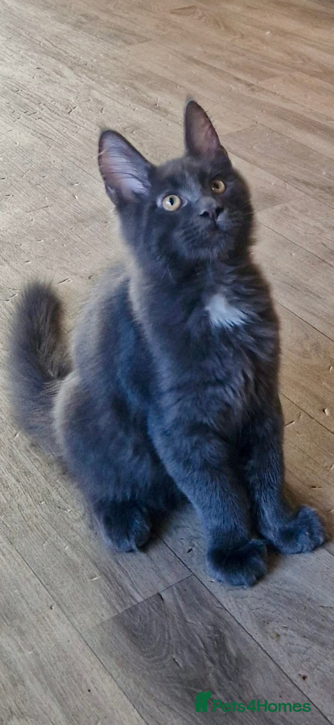 Maine Coon cats for sale: 🌟Ready now🌟 3 large Maine coons active available - Image 32