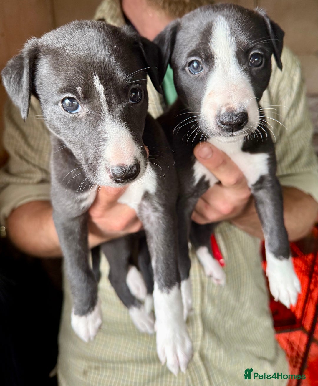 10 Week Old Whippet Puppy Miniature Whippet Rescue Store