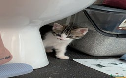 Domestic Shorthair cats for sale: Two Kittens Looking For Their Forever Home £25 - Image 5
