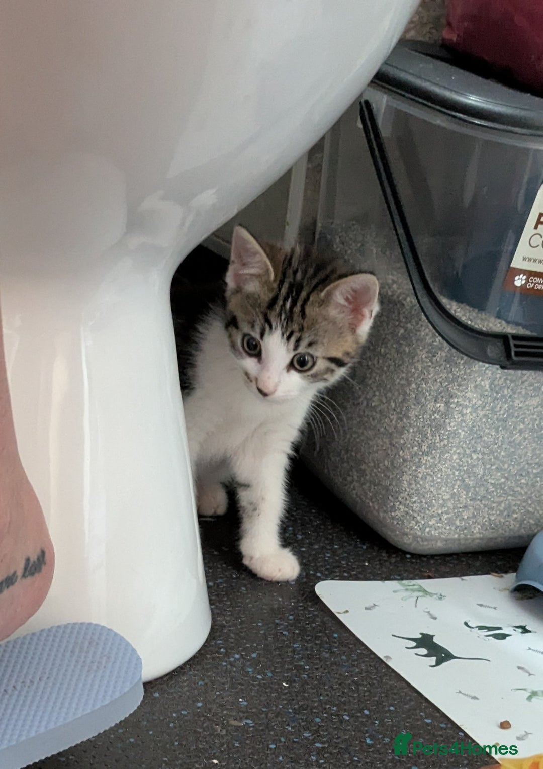 Domestic Shorthair cats for sale: Two Kittens Looking For Their Forever Home £25 - Image 5