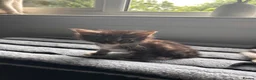 Mixed Breed cats for sale: We tabby babys - Advert 3