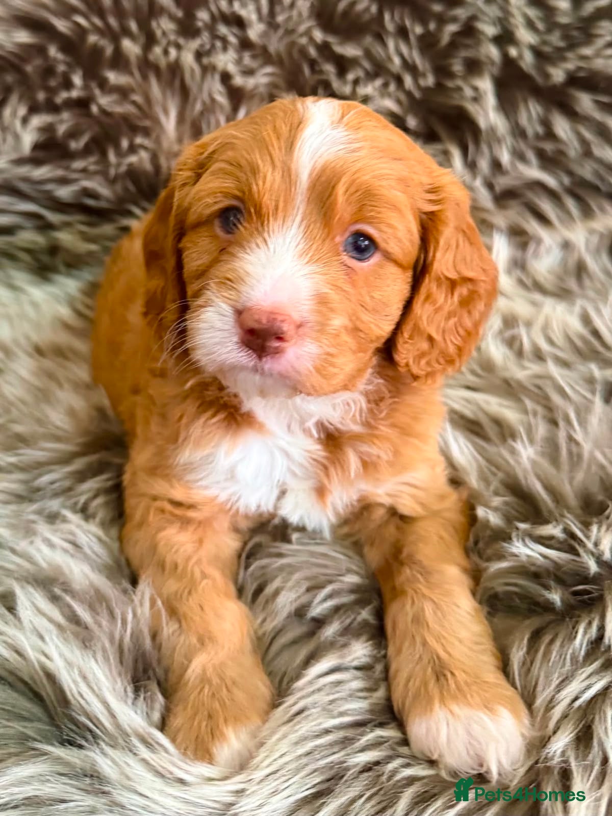 Cavapoo dogs VERY RARE TOY CAVAPOO PUPPIES READY TO LEAVE!  - Advert 13