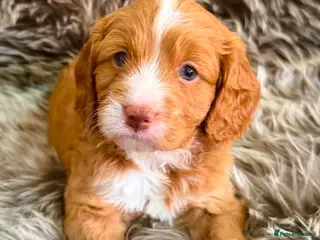 Cavapoo dogs VERY RARE TOY CAVAPOO PUPPIES READY TO LEAVE! - Advert 13