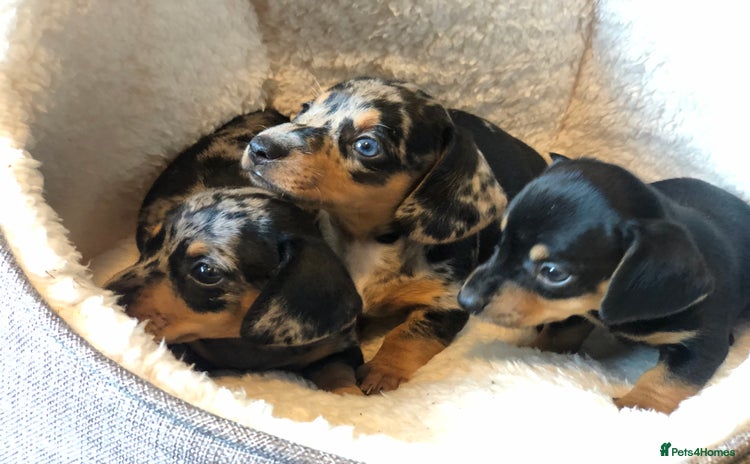 Miniature Dachshund dogs - Advert 11