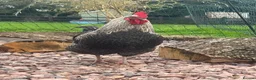 Chickens poultry for sale: Plymouth Rock x cockerels in Honiton - Advert 2