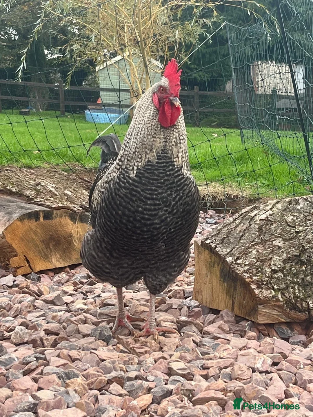 Chickens poultry for sale: Plymouth Rock x cockerels in Honiton - Advert 2