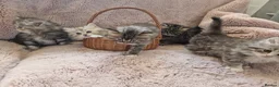 British Longhair cats for sale: Beautiful British kittens  - Advert 9