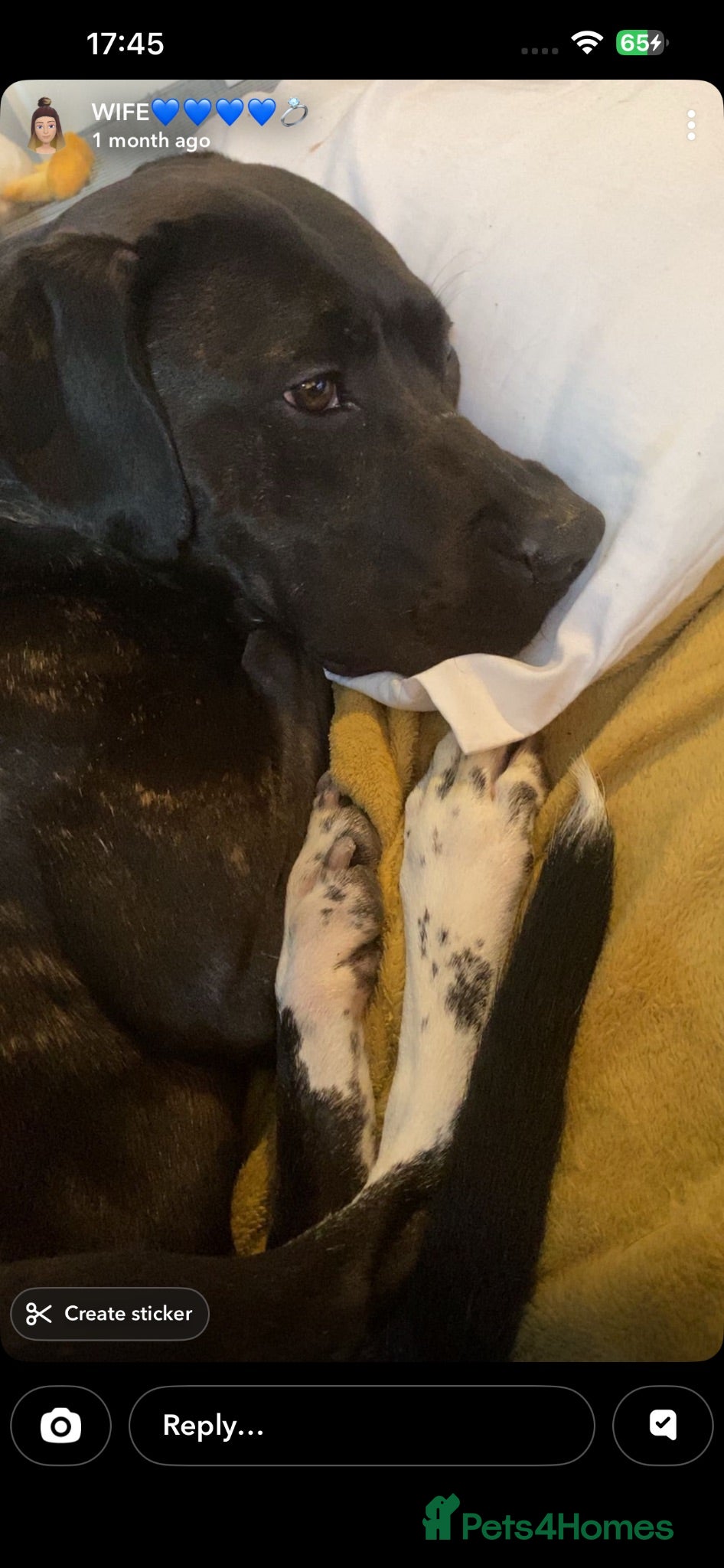 Mixed Breed dogs Massfif cross staffie for sale - Advert 6