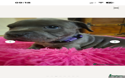 Staffordshire Bull Terrier dogs for stud: Proven KC Blue Staffy For Stud  - Image 18