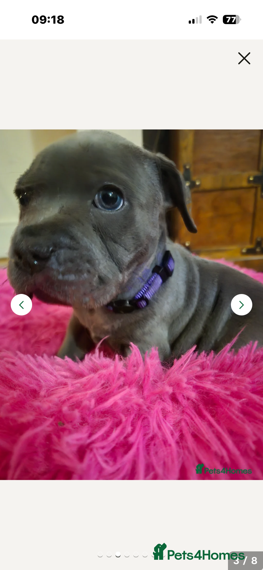 Staffordshire Bull Terrier dogs for stud: Proven KC Blue Staffy For Stud  - Image 18