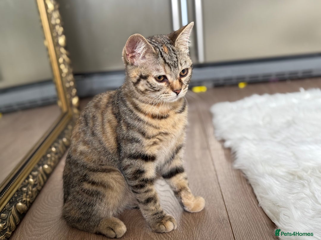 Bengal cats for sale: 3month Bengal x female  - Image 8