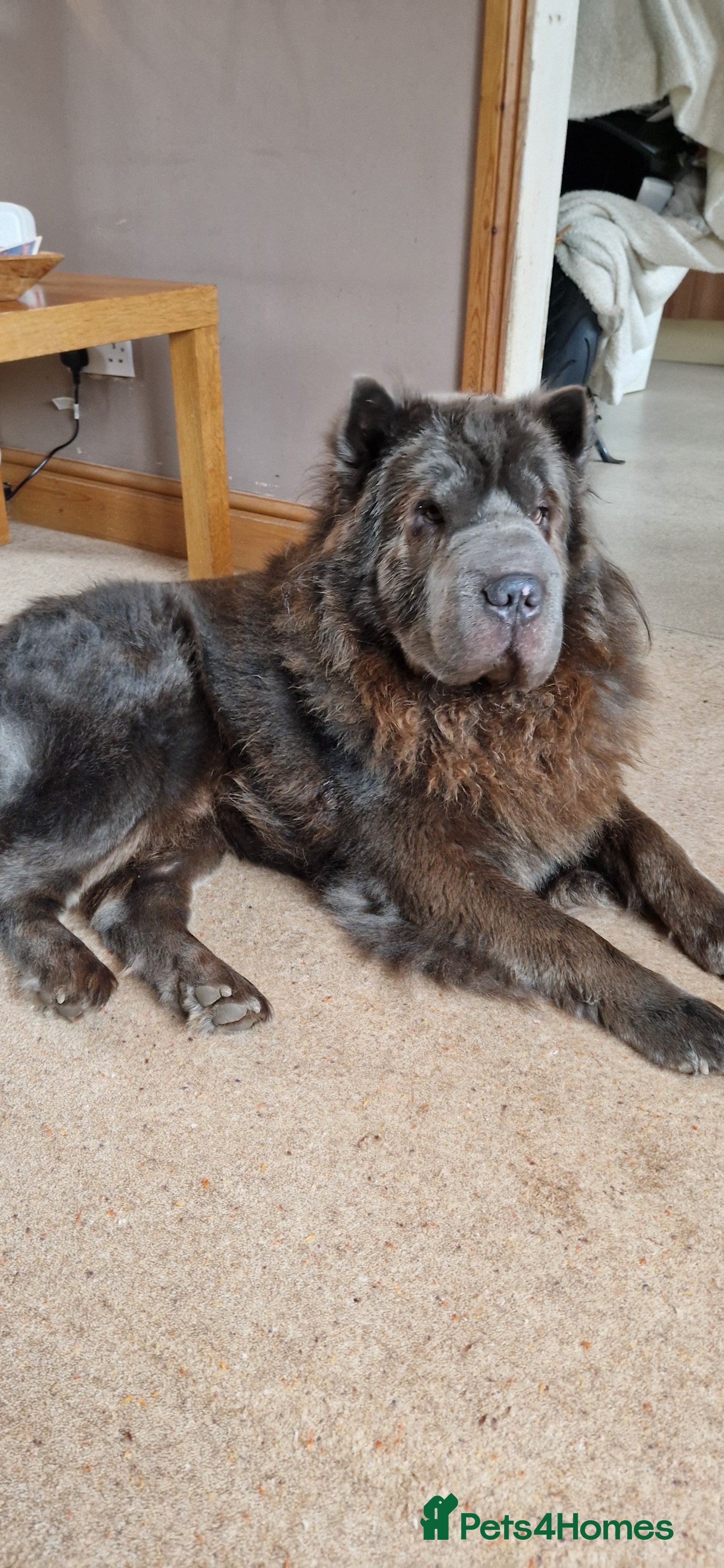 Shar Pei dogs Two Male Sharp pai dog's  - Advert 2