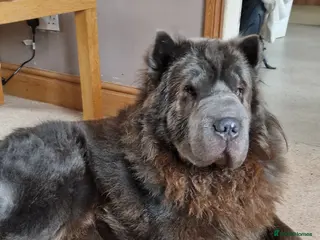 Shar Pei dogs Two Male Sharp pai dog's - Advert 4