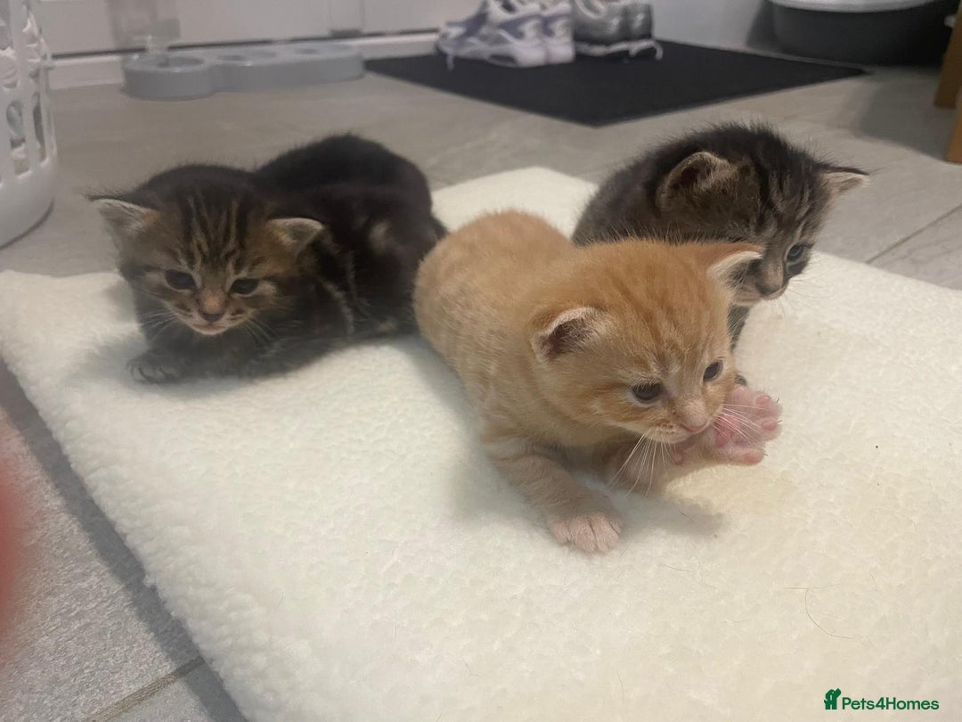 Mixed Breed cats for sale: Litter of 5 kittens - Advert 6