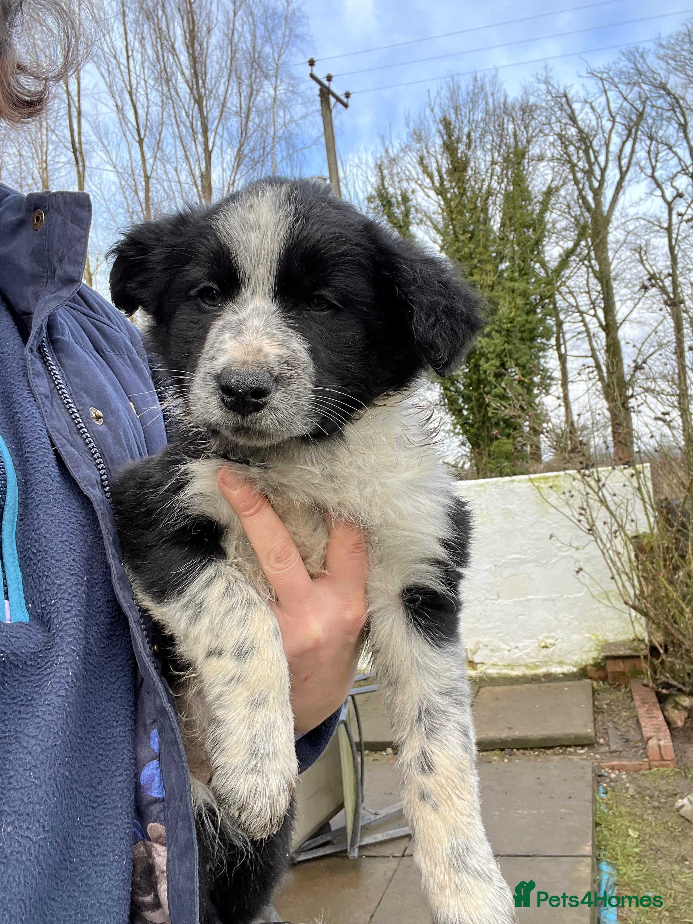 Border Collie dogs Border collie puppies - Advert 3