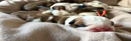 English Bulldog dogs for sale: KC English Bulldogs, Health Tested Champion Lines  - Advert 5