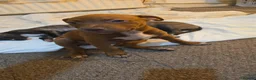 Mixed Breed dogs for sale: Beautiful mixed breed puppies - only 2 girls left - Advert 3