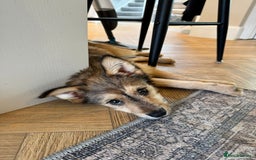 Mixed Breed dogs for adoption: Sweet sugar  - Image 6