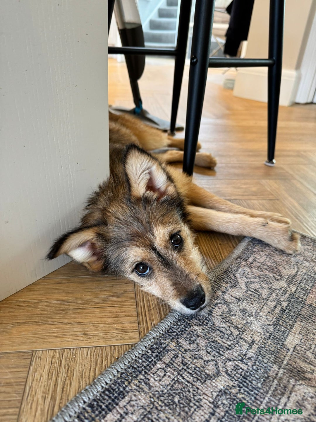 Mixed Breed dogs for adoption: Sweet sugar  - Image 6