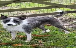 Mixed Breed dogs for adoption: FOR ADOPTION - BUBBA – BEAFORD, DEVON  - Image 2