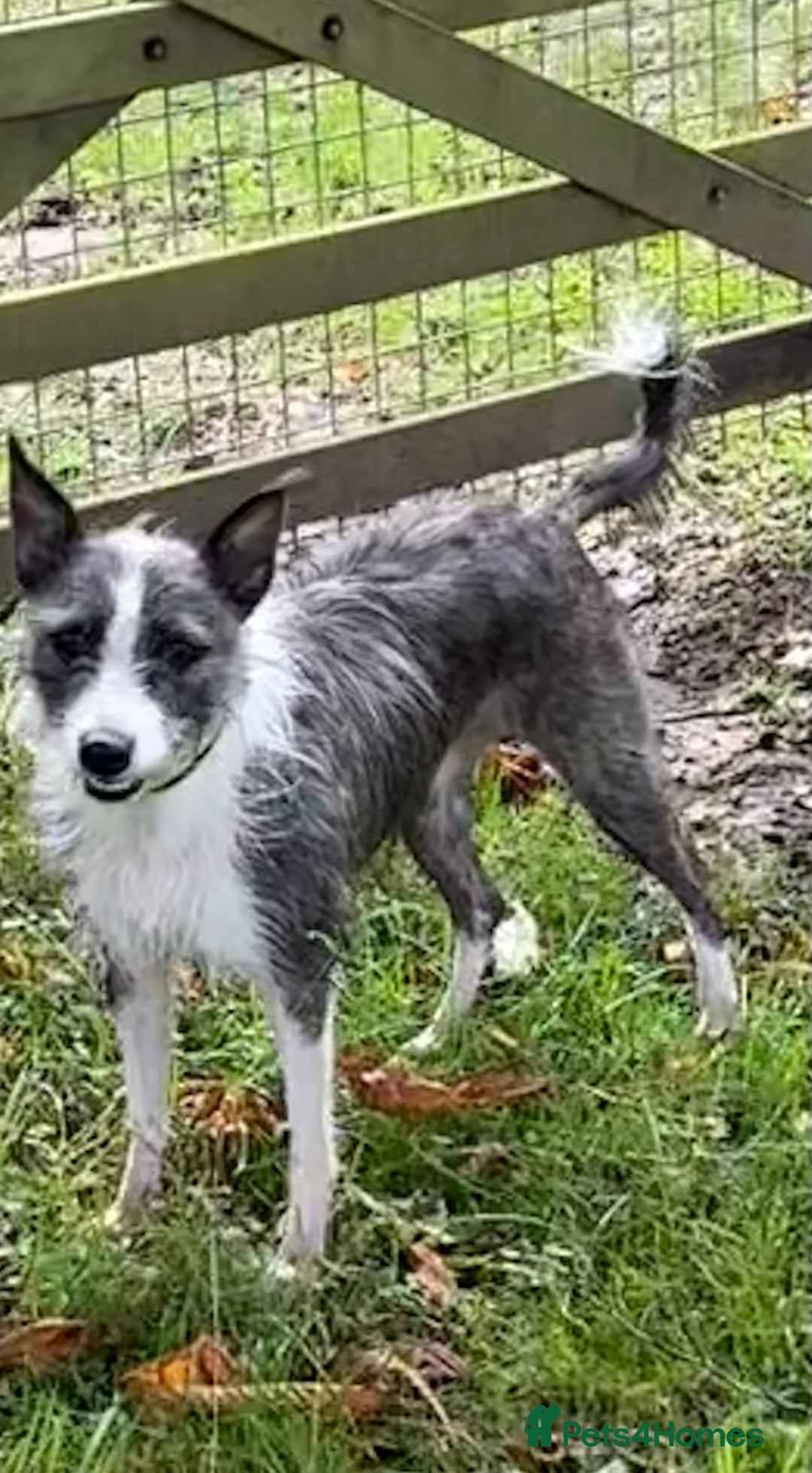 Mixed Breed dogs for adoption: FOR ADOPTION - BUBBA – BEAFORD, DEVON  - Image 2
