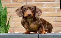 Miniature Dachshund dogs for sale: ‼️‼️Miniature Dachshund Puppies ‼️‼️ - Image 15