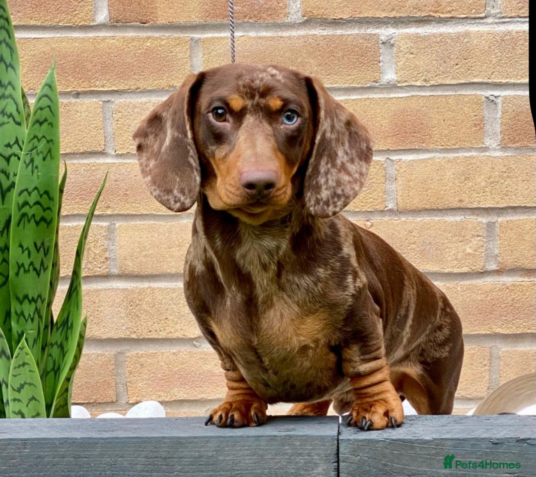 Miniature Dachshund dogs for sale: ‼️‼️Miniature Dachshund Puppies ‼️‼️ - Image 15