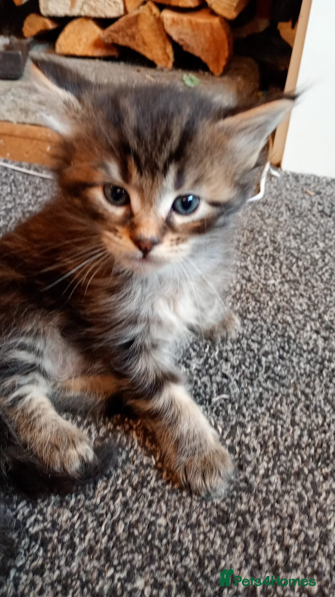 Maine Coon cats for sale: 5 Maine coon X kittens for sale  - Advert 6