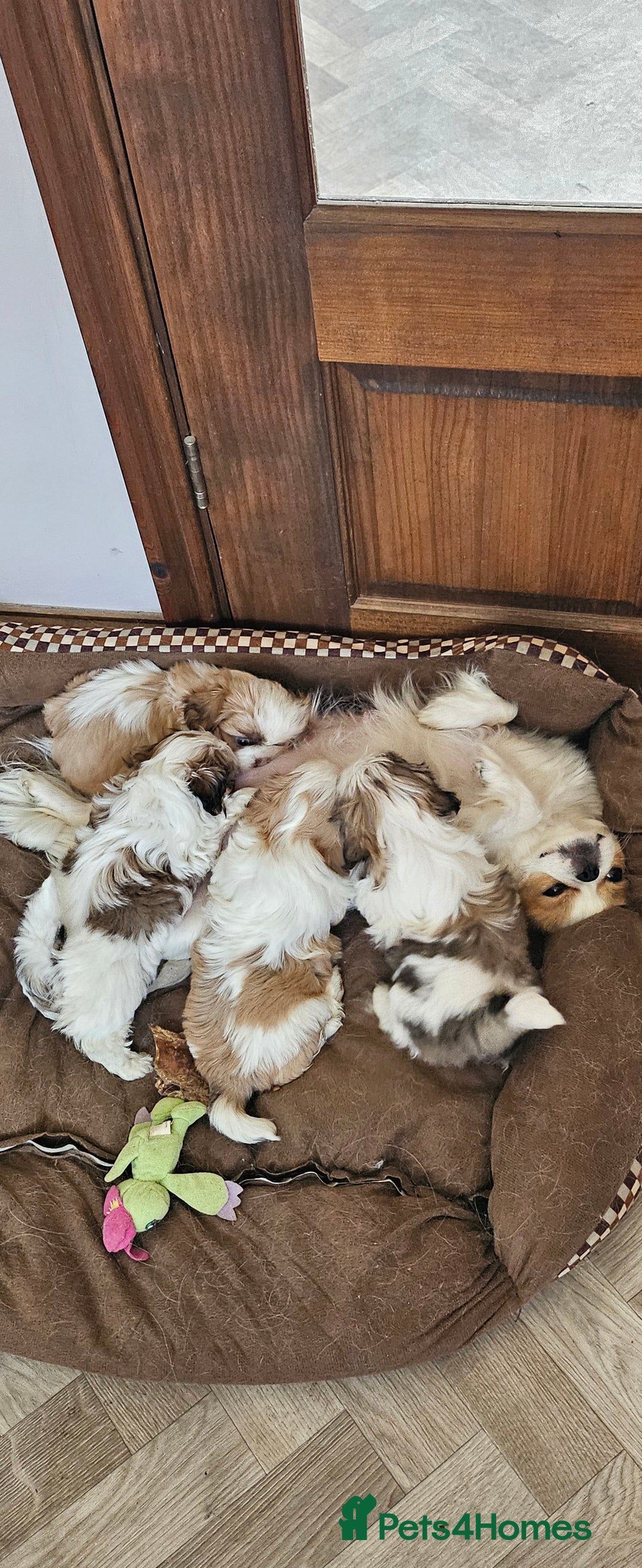 Mixed Breed dogs for sale: 4 beautiful little puppies chihuahua/shih tzu X - Advert 25