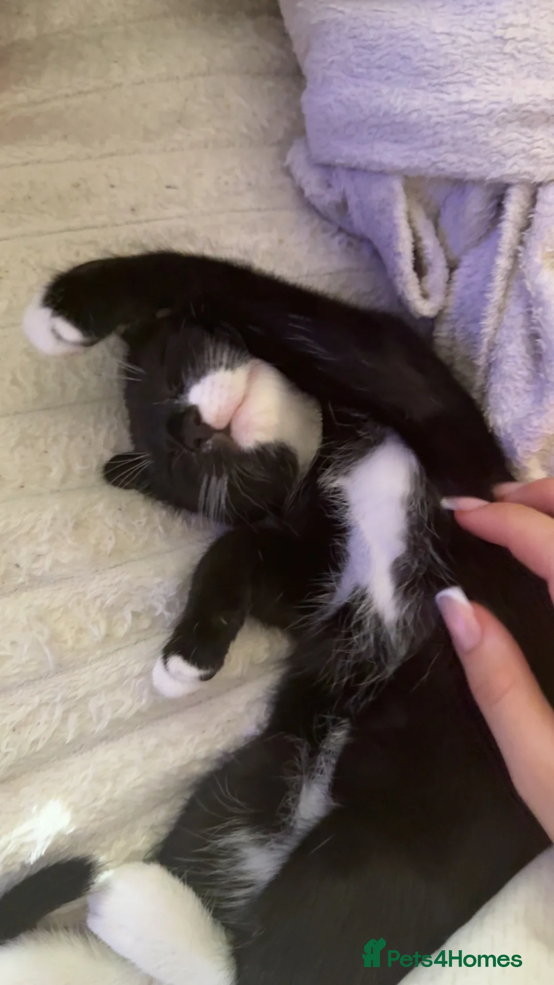 Mixed Breed cats for sale: 2 male kittens for sale - Advert 2