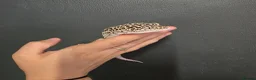 Leopard Gecko reptiles for sale: Lovely leopard gecko in Hitchin - Advert 3
