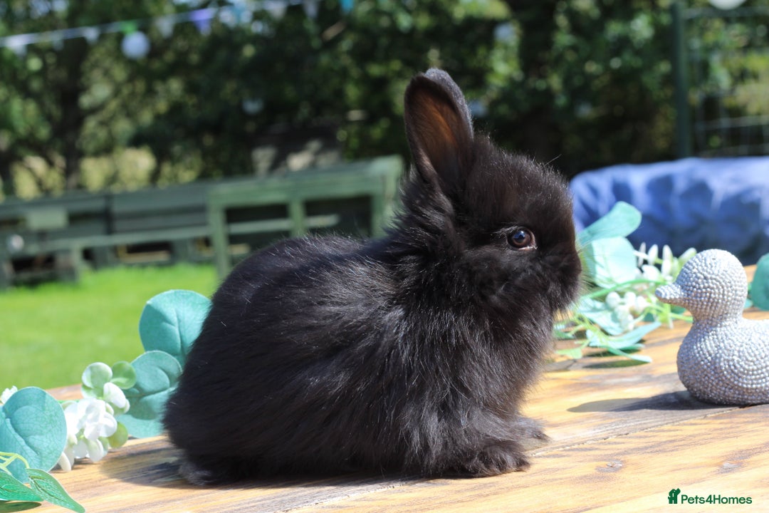 Angora rabbits for sale: Ready to leave - Angora X Bunny Rabbits  in Manchester - Image 5