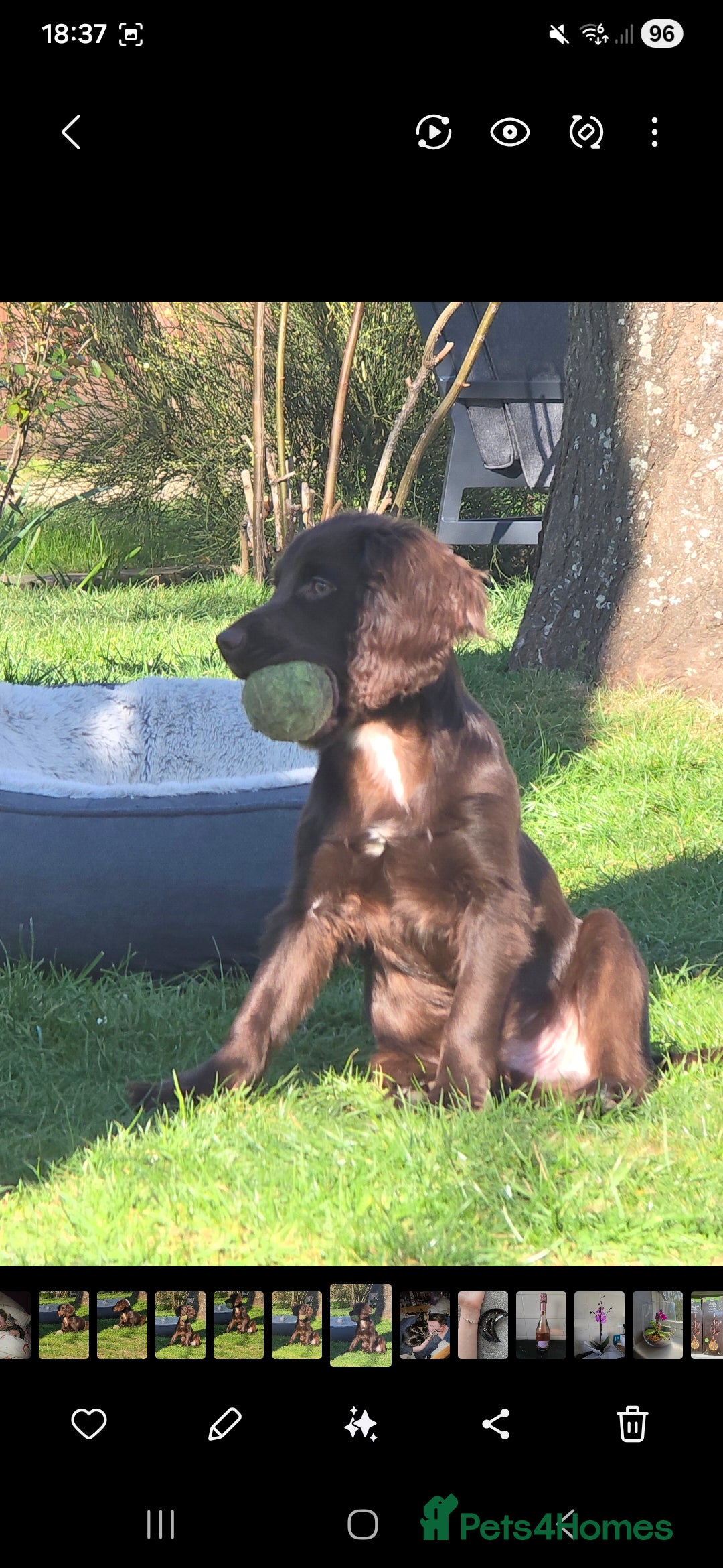 Cocker Spaniel dogs for sale: 5 beautiful cocker spaniel puppies - Advert 9