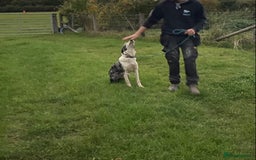 Border Collie dogs for sale: Beautiful Blue Merle Pup - Image 2