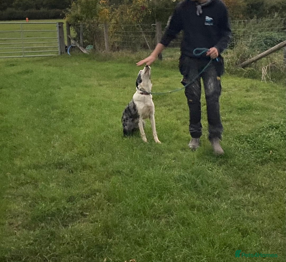 Border Collie dogs for sale: Beautiful Blue Merle Pup - Image 2