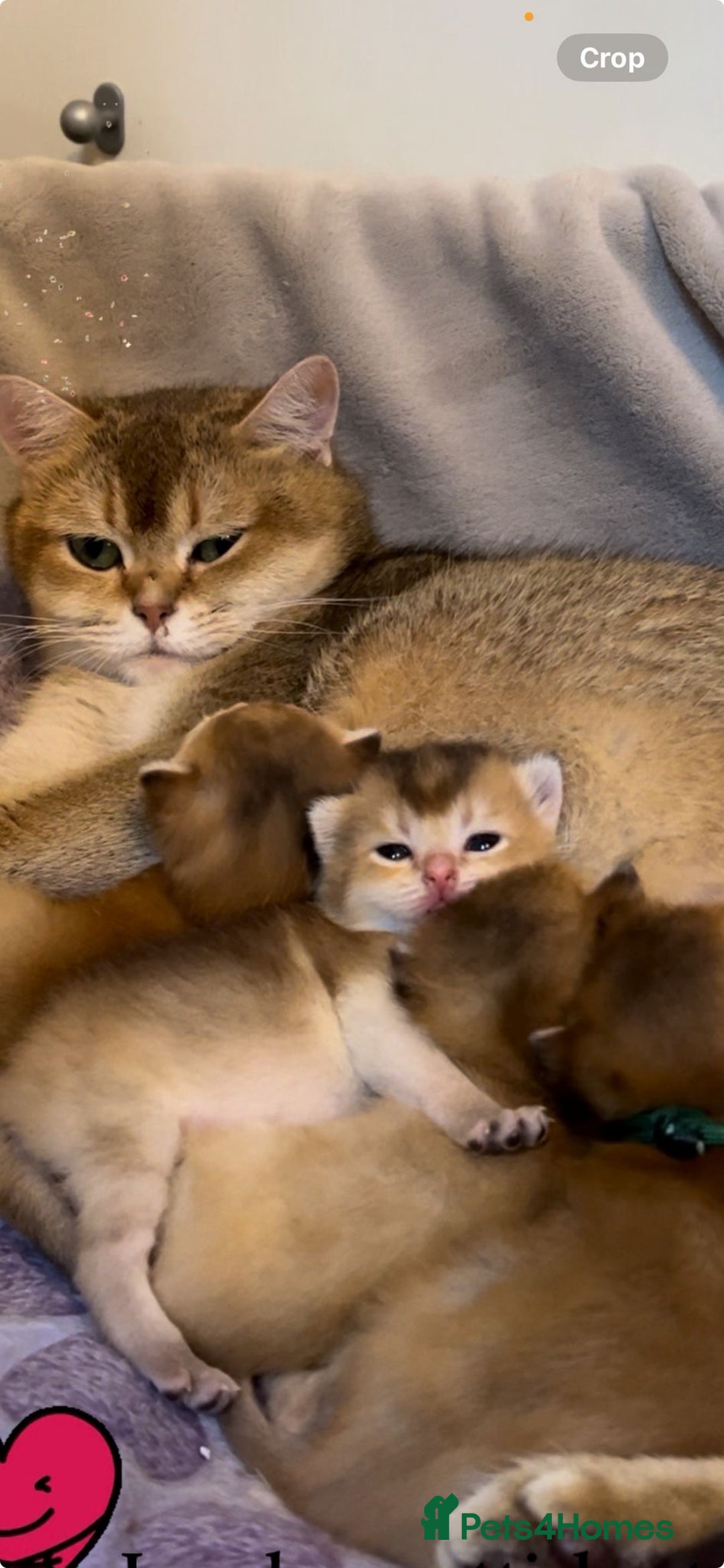 Scottish Fold cats for sale: Beautiful Scottish Straight/Fold Kittens - Image 7