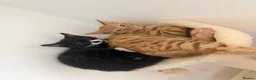 Mixed Breed cats for sale: Ace and tigger please read description  - Advert 4