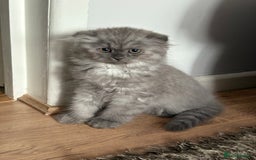 British Shorthair cats for sale: 2 british shorthair/longhair X Scottish fold boys  - Image 7
