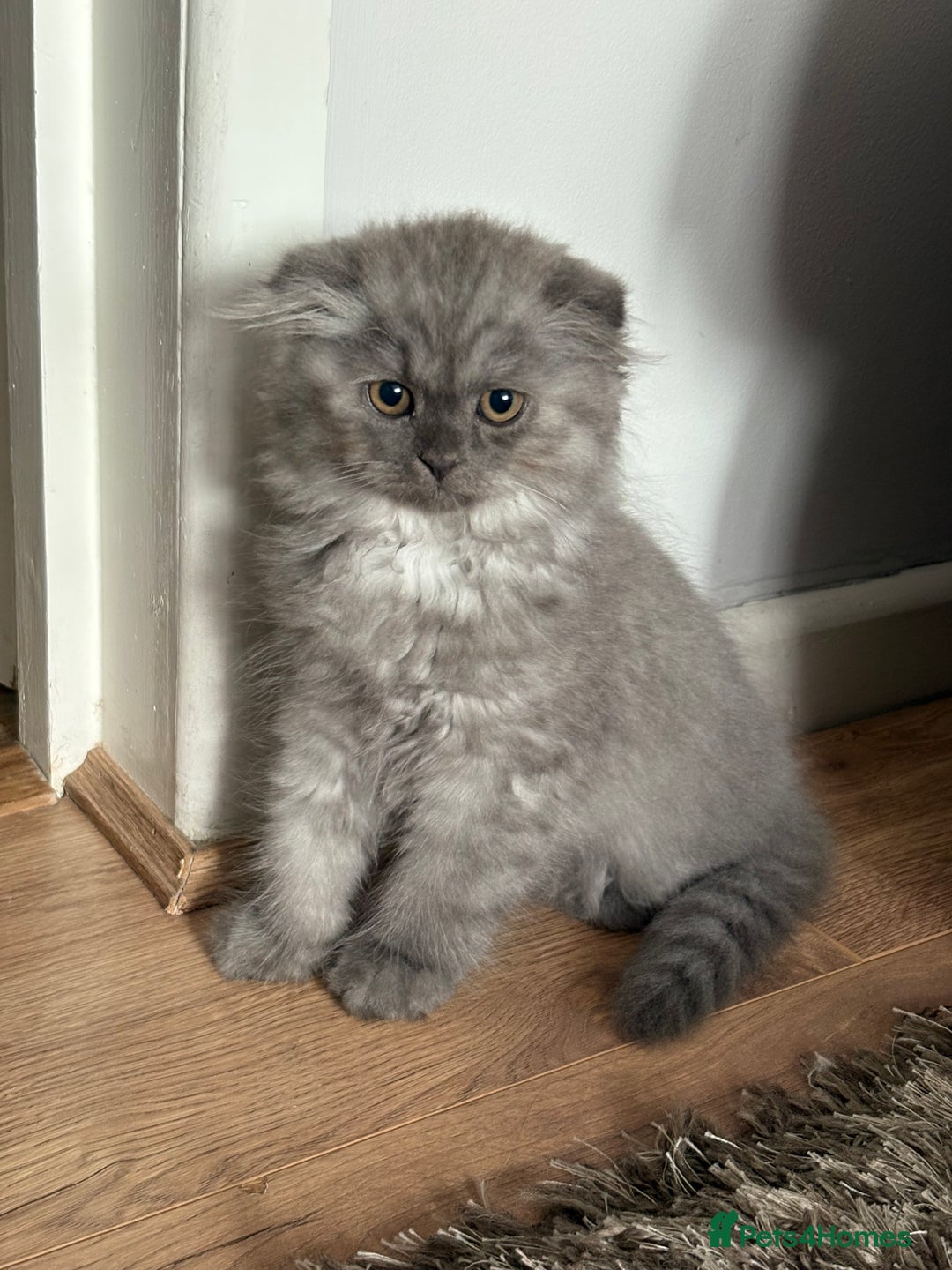 British Shorthair cats for sale: 2 british shorthair/longhair X Scottish fold boys  - Image 7