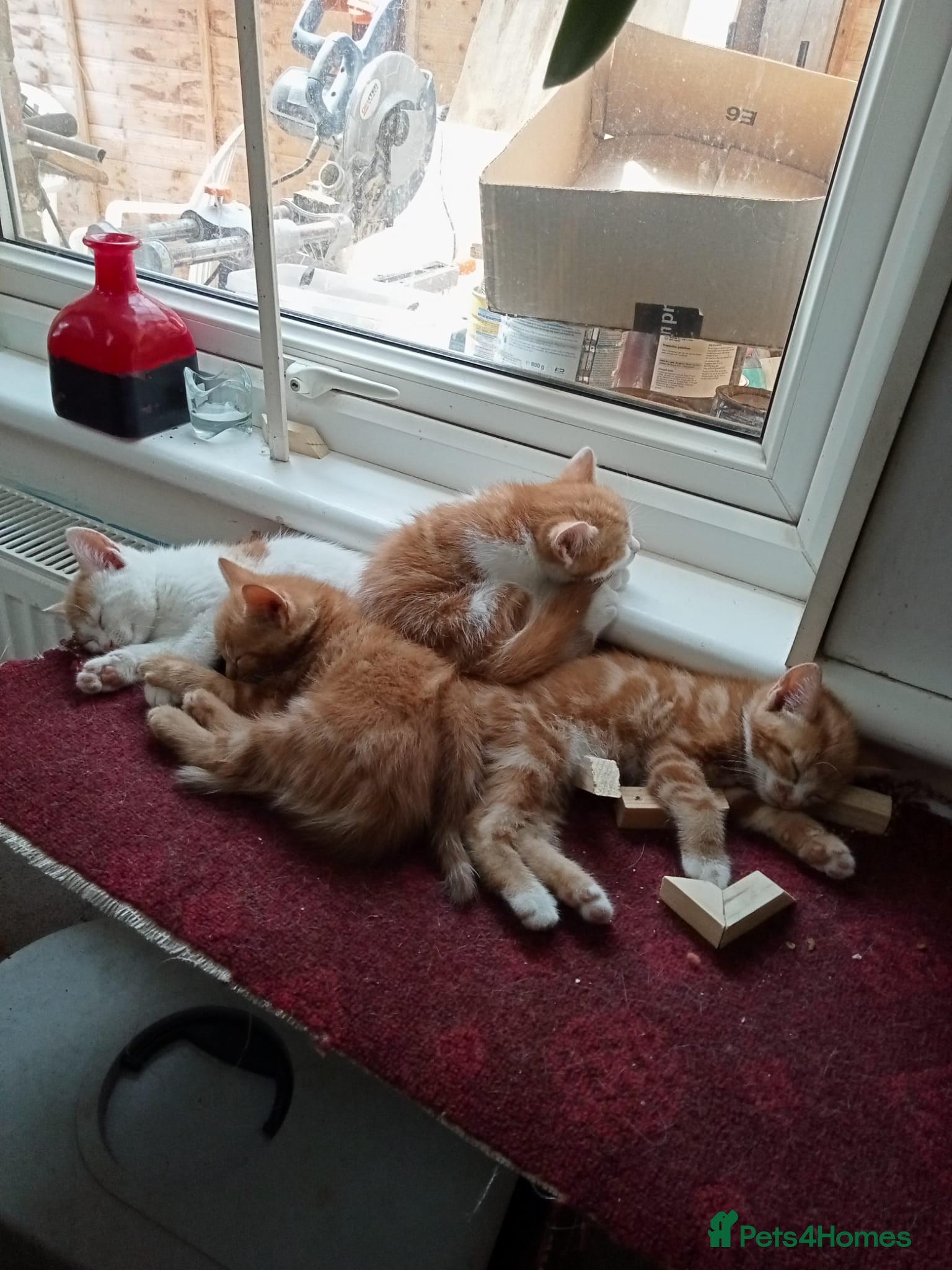 British Shorthair cats 4 beautiful,  adorable kittens for sale  - Advert 1