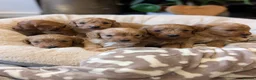 Cavapoo dogs for sale: ⭐⭐⭐⭐⭐ F1 Cavapoo puppies Health tested parents.  - Advert 8