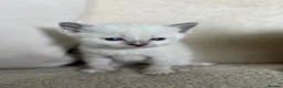 Siamese cats for sale: Beautiful Tonkdoll Kittens – 2 Boys & 2 Girls 🩵🩷 - Advert 5