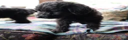 Labradoodle dogs for sale: Labradoodle Puppies Last 2 Boys Price Reduced - Advert 12