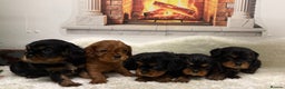 Cavalier King Charles Spaniel dogs for sale: KC King Charles Cavalier Puppies for sale  - Advert 6