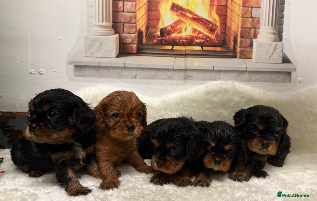Cavalier King Charles Spaniel dogs for sale: KC King Charles Cavalier Puppies for sale  - Advert 6